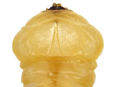 Anilara subcostata, PL4122G, larva, from Spyridium vexilliferum (PJL 3295) stem, SL